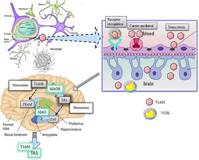 Central Effects of 3-Iodothyronamine Reveal a Novel Role for Mitochondrial Monoamine Oxidases